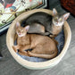Thermo-Kitty Heated Cat Bed – Indoor Self-Warming Pet Bed for Cats & Small Pets
